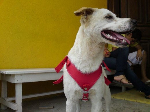 cruze de bull terrier